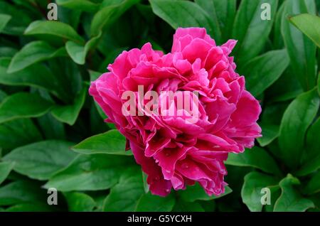 Paeonia lactiflara Agida fleur pivoine rose Banque D'Images