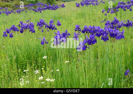 Purple Iris sibirica croissant dans un pré Banque D'Images