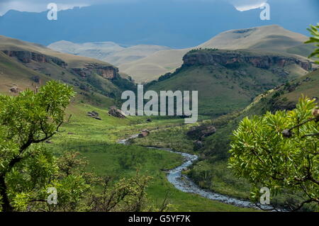 Le Bushmans River dans le château de Géants Kwazulu-natal nature reserve, Afrique du Sud Drakensberg Banque D'Images