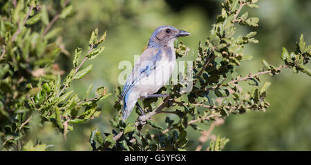 WESTERN Scrub-Jay perching sur une branche d'arbres dans le comté d'Alameda, Californie, États-Unis. Banque D'Images