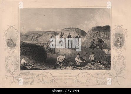 Guerre de Crimée : les gardes travaillant dans les tranchées devant Sébastopol, 1860 imprimer Banque D'Images