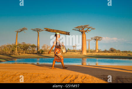 MORONDAVA, MADAGASCAR - 15 septembre, 2014 : femme portant sur la tête du journal, l'Avenue des baobabs, Madagascar Banque D'Images