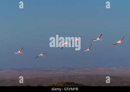 Des flamants roses (Phoenicopterus roseus), voler, Désert du Namib derrière, Diaz, Lüderitz, Région Karas, Namibie Banque D'Images