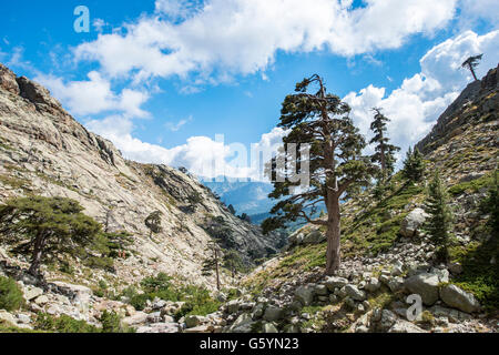 Paysage de montagne dans la vallée de Golo, Parc Naturel de la Corse, Parc naturel régional de Corse, Corse, France Banque D'Images