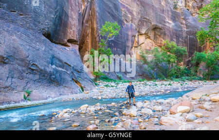 Walker debout dans river, Zion Narrows, étroite de la Virgin River, des visages de Zion Canyon, Zion National Park, Utah, USA Banque D'Images