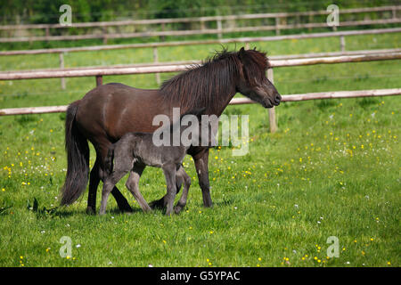 Mare avec poulain dans un pré, cheval islandais (Equus caballus przewalskii. f), Basse-Saxe, Allemagne Banque D'Images