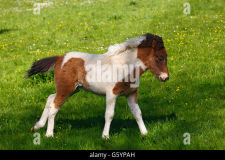 Poulain, race de chevaux Islandais (Equus przewalskii f. caballus), jeune animal, Basse-Saxe, Allemagne Banque D'Images