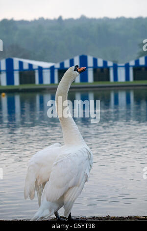 Un cygne qui s'étend lui-même à la recherche sur la rivière à Henley on Thames avec bande bleu et blanc tentes régate dans l'arrière-plan Banque D'Images