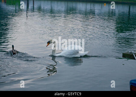 Mère cygne avec cygnets sur la rivière à Henley sur la Tamise Banque D'Images