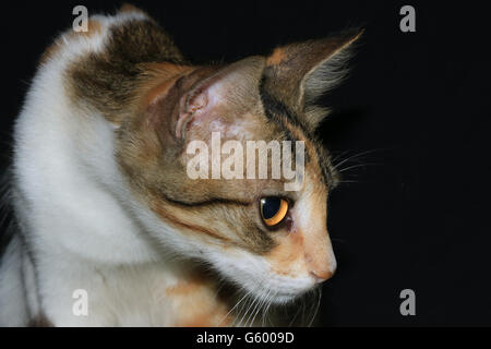 Un chat domestique indien Banque D'Images