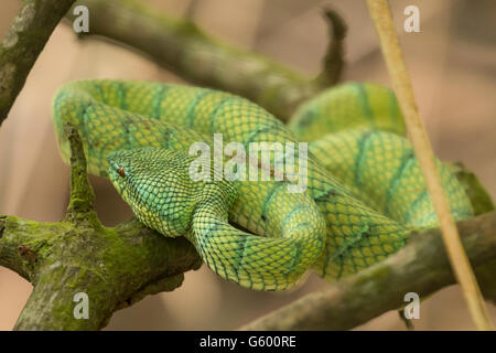 Pit Viper vert carénées de Bornéo (Tropidolaemus subannulatus) Serpent, parc national de Bako, Sarawak, Bornéo Banque D'Images