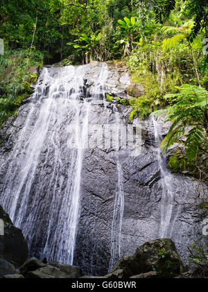 Chutes la coca dans la forêt nationale de El Yunque, puerto rico, Etats-Unis Banque D'Images