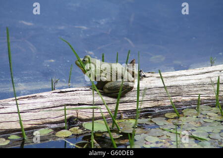 American Bullfrog assis sur un ancien journal près de la rive d'un vaste marécage sur une journée chaude. Banque D'Images