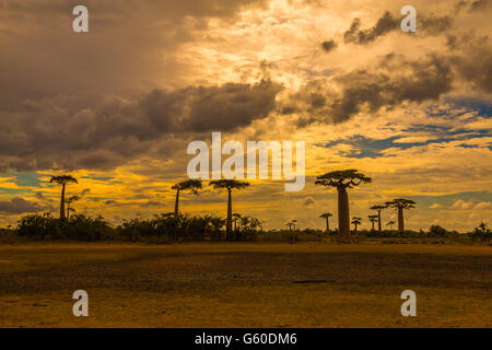 Avenue de baobab pendant le coucher du soleil à Madagascar Banque D'Images