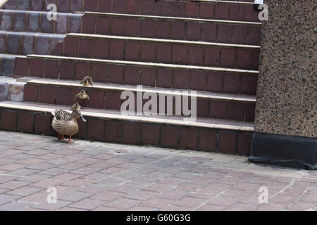 La faune dans le centre de Londres les canards au Barbican Arts Centre et complexe de logement Londres Banque D'Images