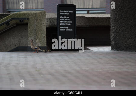 La faune dans le centre de Londres les canards au Barbican Arts Centre et complexe de logement Londres Banque D'Images