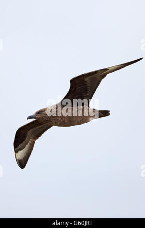 Grand Labbe (Stercorarius skua) Banque D'Images