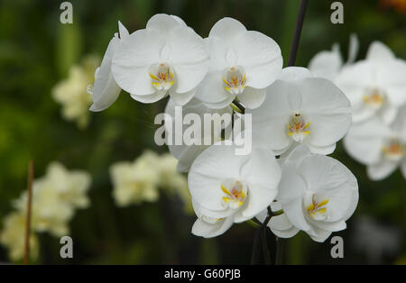 Détail d'une orchidée de RHS Wisley qui fera partie d'un étalage lors de 'Orchids in the Glasshouse' qui se tiendra jusqu'au 14 avril, dans la serre des jardins de la société à Wisley, Surrey. Banque D'Images