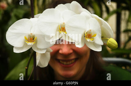 Sam Bevington, de RHS Wisley, étudie quelques-unes des centaines d'orchidées qui seront exposées pendant les 'Orchids in the Glasshouse' qui se déroulera jusqu'au 14 avril, dans la serre des jardins de la société à Wisley, Surrey. Banque D'Images