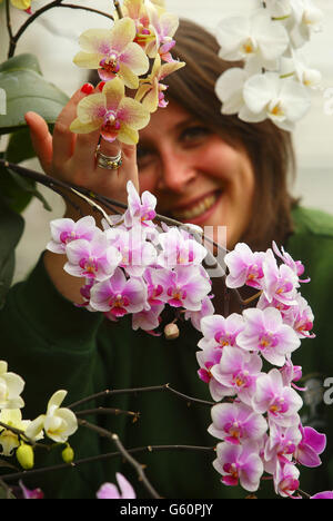 Sam Bevington, de RHS Wisley, étudie quelques-unes des centaines d'orchidées qui seront exposées pendant les 'Orchids in the Glasshouse' qui se déroulera jusqu'au 14 avril, dans la serre des jardins de la société à Wisley, Surrey. Banque D'Images