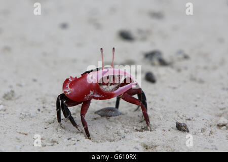 Pinces de crabe violoniste-rouge, l'île Christmas, Kiribati Banque D'Images