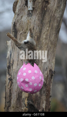 EDS NOTE GRAPHIC CONTENT: Un lapin mort est la tête farcie d'abord dans un oeuf de Pâques de maque de papier dans la nouvelle enceinte de tigre au zoo de Londres, centre de Londres. APPUYEZ SUR ASSOCIATION photo. Date de la photo: Mercredi 27 mars 2013. Le crédit photo devrait se lire comme suit : Nick Ansell/PA Wire Banque D'Images