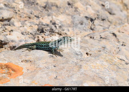 Lézard Podarcis pityusensis Formenterae reposant sur des pierres Banque D'Images