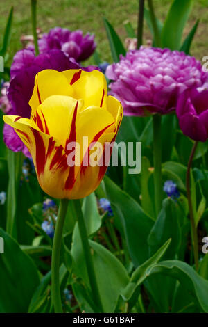 Tulipe jaune-rouge sur un pré Banque D'Images