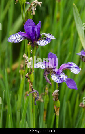Deux fleurs au début de l'été de l'iris de Sibérie hardy, Iris sibirica 'Vol de papillons" Banque D'Images