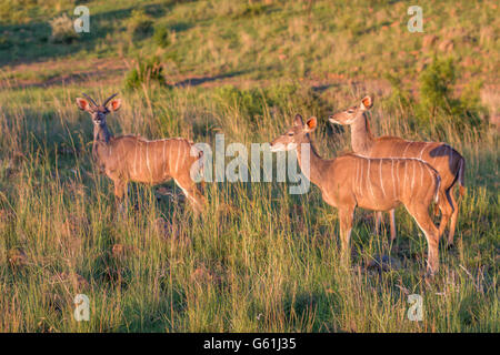 Les gazelles dans African Safari Banque D'Images