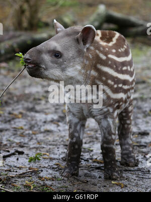 Inca, un Tapir brésilien de dix semaines, fait ses débuts après s'être retiré du froid récent au parc animalier Howletts, près de Canterbury, dans le Kent. Banque D'Images