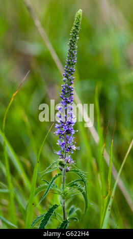 Veronica longifolia Véronique (jardin) blossom Banque D'Images