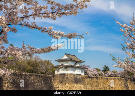 Les fleurs de cerisier au printemps dans le château d'Osaka Banque D'Images