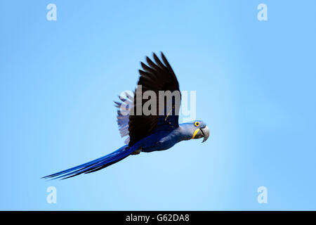 Jacinthe ou hyacinthine macaw (Anodorhynchus hyacinthinus) dans la nature dans le Pantanal Brésilien Banque D'Images