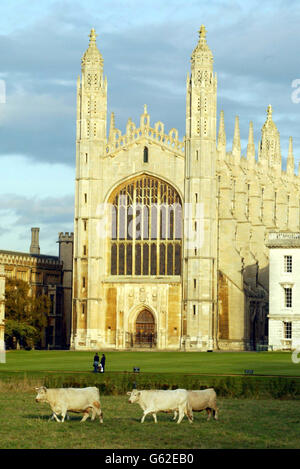 Les bovins retournent dans les riches pâturages de King's College, Cambridge, pour la première fois depuis que les pieds et la bouche ont balayé la Grande-Bretagne il y a 18 mois. Le bétail sur la pièce des boursiers - pâturage appartenant à King's College - faisait partie du paysage de Cambridge depuis des décennies. * et étaient un exemple rare de bétail de ville. Le King's College a déclaré que les vaches étaient de retour dans leur maison traditionnelle pendant quelques jours pour servir de suppléments dans les scènes d'un film sur la vie du poète, et l'ancien étudiant de l'université de Cambridge, Ted Hughes et sa femme Sylvia Plath. Banque D'Images