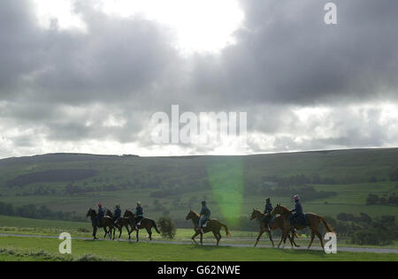 Les chevaux de course sont exercés sur les galops à Middleham, dans le North Yorkshire. La BBC doit montrer une enquête approfondie sur la corruption dans les courses hippiques d'aujourd'hui, menée par le programme Panorama. Banque D'Images