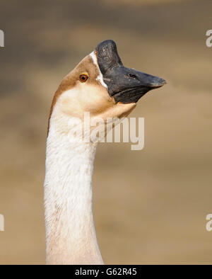 Portrait de verticale des profils de swan goose, Anser cygnoides. Banque D'Images