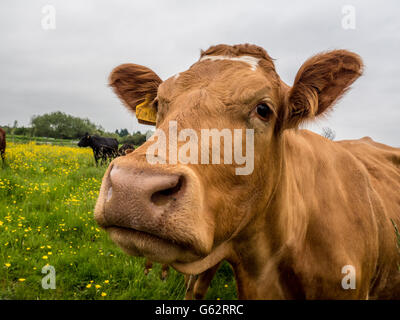 La vache au champ Banque D'Images