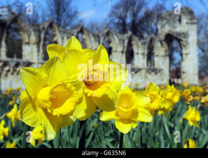 Jonquilles exposées au soleil du printemps, à côté des ruines de l'abbaye de St Mary, dans les jardins du musée, York. Banque D'Images