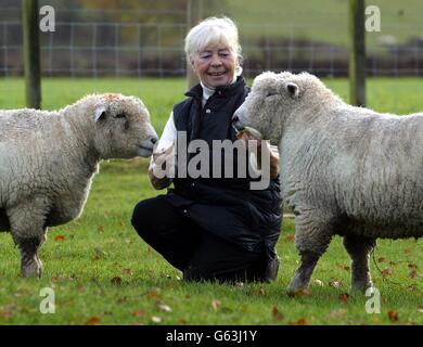 Moria Linaker avec Baby Harry (à droite) un de ses rares moutons Ryeland, qui n'était pas infecté par la fièvre aphteuse. * la race rare est réintroduite dans l'histoire agricole de la famille royale grâce à une promesse de longue date faite à la hauteur de la crise du pied et de la bouche. Le petit agneau qui a survécu à la cull de masse il y a plus de dix-huit mois doit devenir un résident royal de la maison de Highgrove du Prince de Galles. Banque D'Images