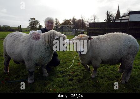 Moria Linaker avec deux de ses rares moutons Ryeland qui n'ont pas été infectés par la fièvre aphteuse. * la race rare est réintroduite dans l'histoire agricole de la famille royale grâce à une promesse de longue date faite à la hauteur de la crise du pied et de la bouche. Un tout petit agneau, appelé Baby Harry, qui a survécu à la messe il y a plus de dix-huit mois, doit devenir un résident royal de la maison Highgrove du Prince de Galles. Banque D'Images