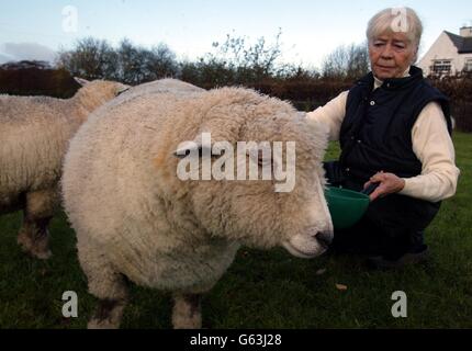 Moria Linaker avec Baby Harry, l'un de ses rares moutons Ryeland qui n'était pas infecté par la fièvre aphteuse. * la race rare est réintroduite dans l'histoire agricole de la famille royale grâce à une promesse de longue date faite à la hauteur de la crise du pied et de la bouche. Le bébé Harry, qui a survécu à la messe il y a plus de dix-huit mois, doit devenir un résident royal de la maison de Highgrove du Prince de Galles. Banque D'Images