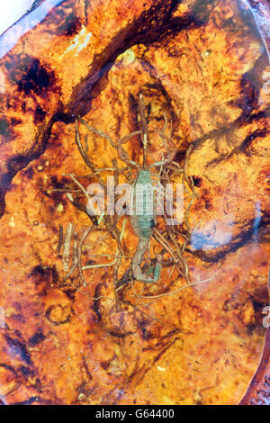 Transparent orange avec un intérieur scorpion Banque D'Images