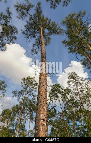 La Floride, le Parc National des Everglades, Pinelands Trail, le pin (Pinus elliotti), forêt, tronc d'arbre, l'écorce Banque D'Images