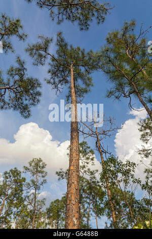 La Floride, le Parc National des Everglades, Pinelands Trail, (Pinus elliottii), forêt, tronc d'arbre, l'écorce Banque D'Images