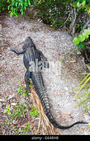 La Floride, le Parc National des Everglades, Anhinga Trail, vue de Boardwalk, Alligator Alligator mississippiensis () Banque D'Images