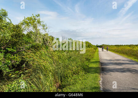 La Floride, le Parc National des Everglades, Shark Valley, les cyclistes Banque D'Images