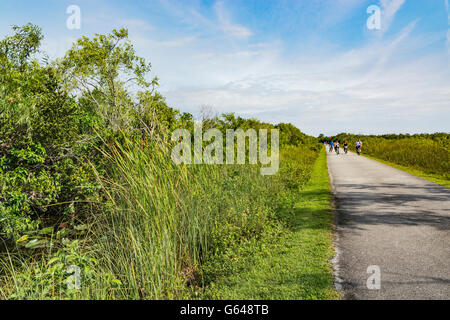 La Floride, le Parc National des Everglades, Shark Valley, les cyclistes Banque D'Images