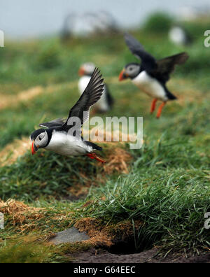 Des macareux sur la Farne intérieure dans les îles Farne au début du recensement de 2013 de National Trust Puffin. Banque D'Images