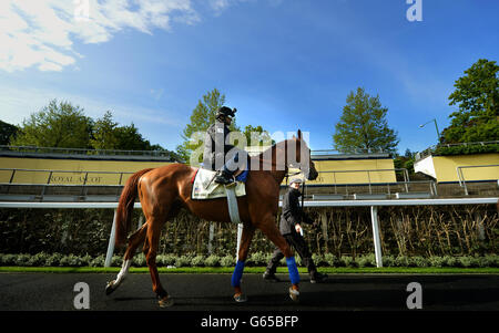 Le vainqueur de la coupe du monde de Dubaï, Animal Kingdom, criblé par Johnny Velazquez, arrive pour une séance d'entraînement sur les galops au champ de courses Royal Ascot, Berkshire. Banque D'Images